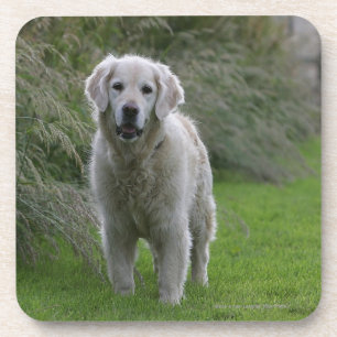 Golden Retriever op 2 Onderzetter