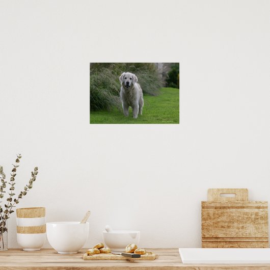 Golden Retriever op 2 Poster (Keuken)