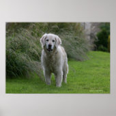 Golden Retriever op 2 Poster (Voorkant)