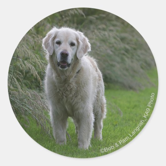 Golden Retriever op 2 Ronde Sticker (Voorkant)