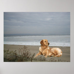 Golden Retriever op band print