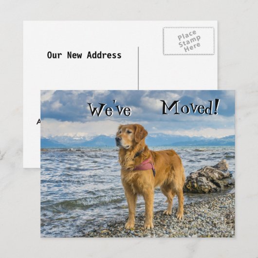Golden Retriever op het strand We've Moved Aankondigingskaart (Voorkant / Achterkant)