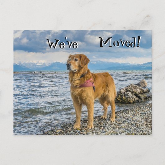 Golden Retriever op het strand We've Moved Aankondigingskaart (Voorkant)