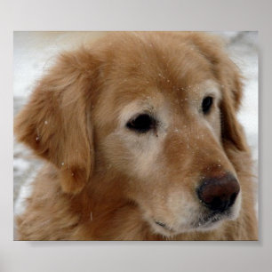 Golden Retriever op sneeuw Poster