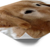 Golden Retriever op sneeuw Poster (Hoek)