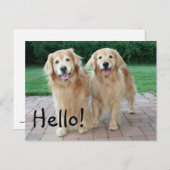 Golden Retriever Outdoor Hallo Briefkaart (Voorkant / Achterkant)