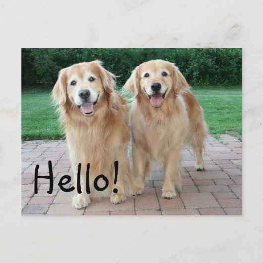Golden Retriever Outdoor Hallo Briefkaart (Voorkant)