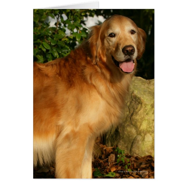 Golden Retriever Panting (Voorkant)