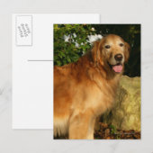 Golden Retriever Panting Briefkaart (Voorkant / Achterkant)