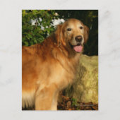 Golden Retriever Panting Briefkaart (Voorkant)