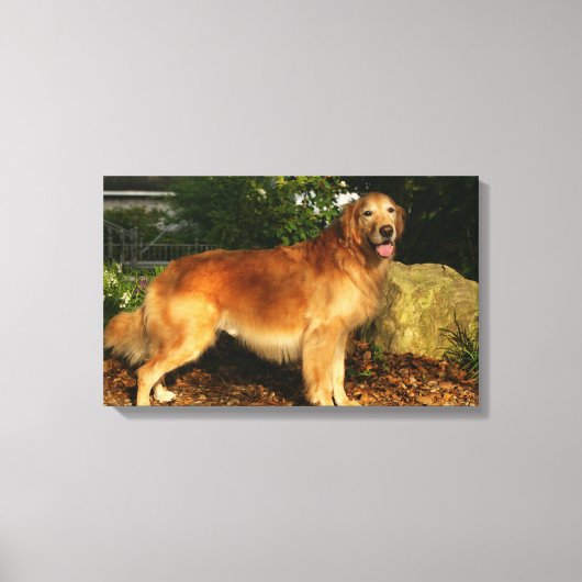 Golden Retriever Panting Canvas Afdruk (Voorkant)