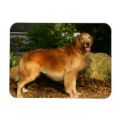 Golden Retriever Panting Magneet (Horizontaal)