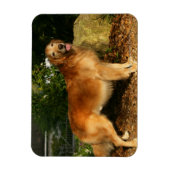 Golden Retriever Panting Magneet (Verticaal)