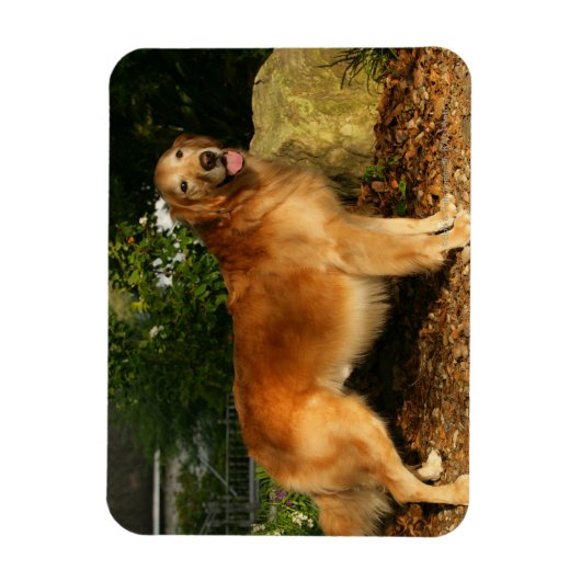 Golden Retriever Panting Magneet (Verticaal)