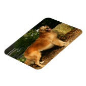 Golden Retriever Panting Magneet (Linkerzijde)