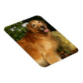 Golden Retriever Panting Magneet (Rechterzijde)