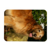 Golden Retriever Panting Magneet (Horizontaal)