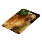 Golden Retriever Panting Magneet (Linkerzijde)