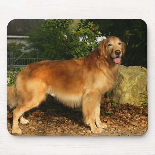 Golden Retriever Panting Muismat (Voorkant)