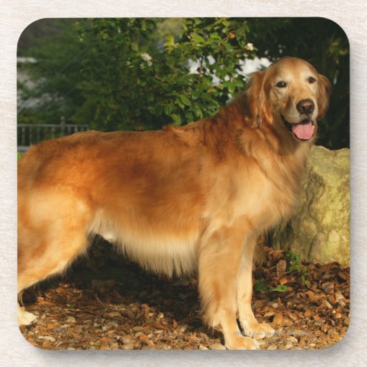 Golden Retriever Panting Onderzetter (Voorkant)