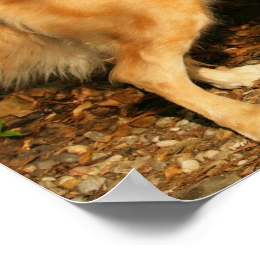 Golden Retriever Panting Poster (Hoek)
