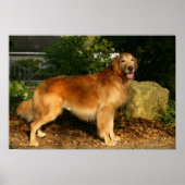 Golden Retriever Panting Poster (Voorkant)