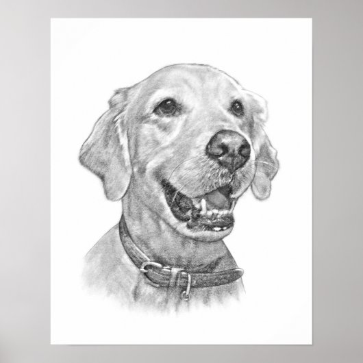 Golden Retriever Pet Portret Drawing Poster (Voorkant)
