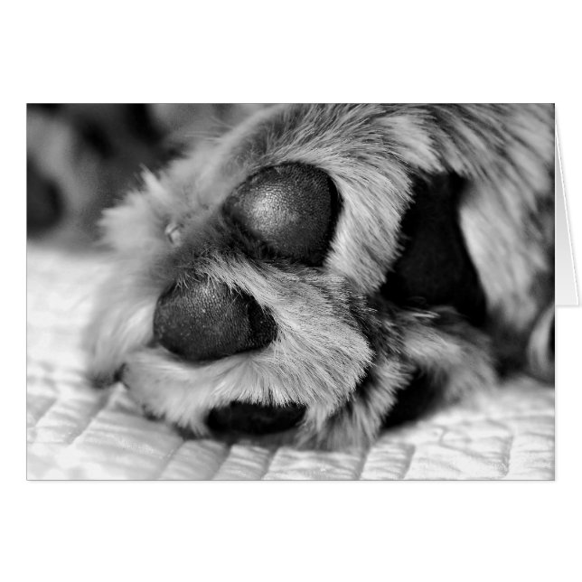 Golden Retriever Polar Paws (Voorkant Horizontaal)