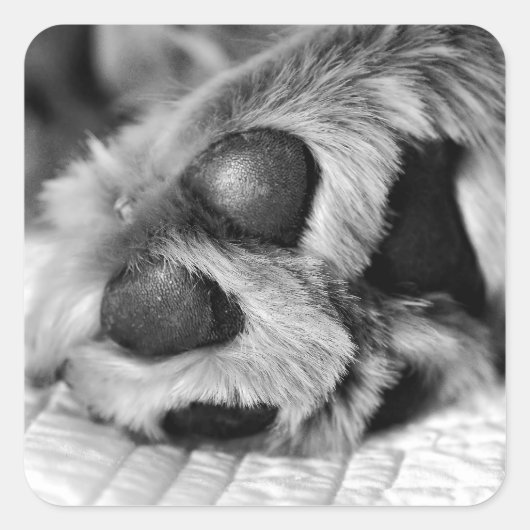 Golden Retriever Polar Paws Vierkante Sticker (Voorkant)