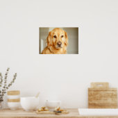 Golden Retriever Portrait Poster (Keuken)