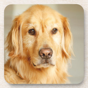 Golden Retriever Portret Bier Onderzetter
