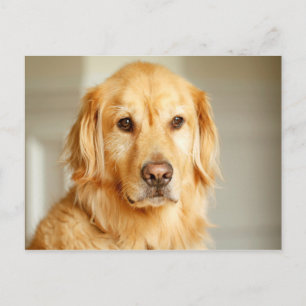 Golden Retriever Portret Briefkaart