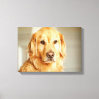 Golden Retriever Portret