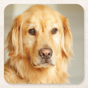 Golden Retriever Portret Kartonnen Onderzetters