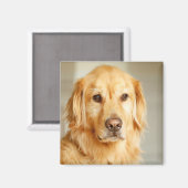 Golden Retriever Portret Magneet (Voorkant / Achterkant)