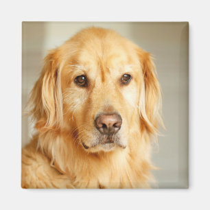 Golden Retriever Portret Magneet