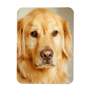 Golden Retriever Portret Magneet