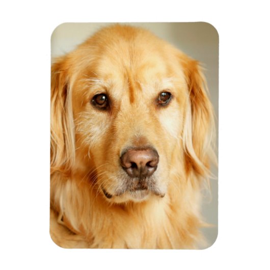 Golden Retriever Portret Magneet (Verticaal)