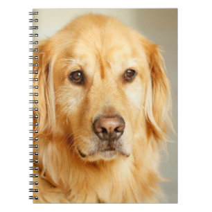 Golden Retriever Portret Notitieboek