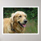 Golden Retriever Poster (Voorkant)