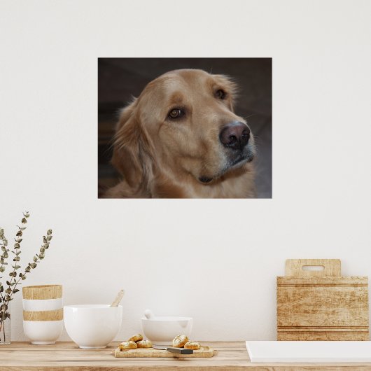 Golden Retriever Poster (Keuken)