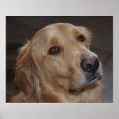Golden Retriever Poster (Voorkant)
