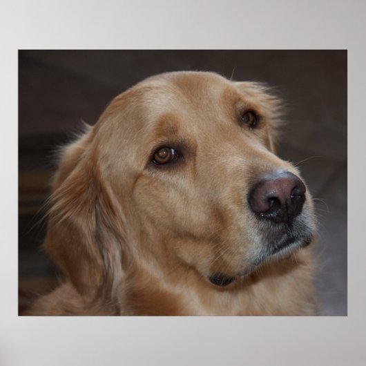 Golden Retriever Poster (Voorkant)