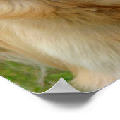 Golden Retriever Poster (Hoek)