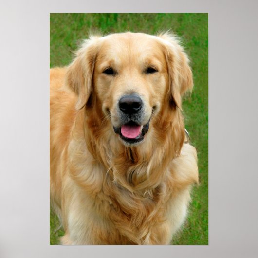 Golden Retriever Poster (Voorkant)