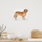Golden Retriever Poster (Keuken)