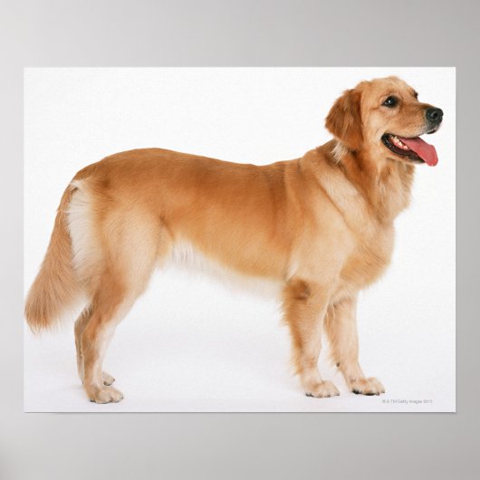 Golden Retriever Poster (Voorkant)