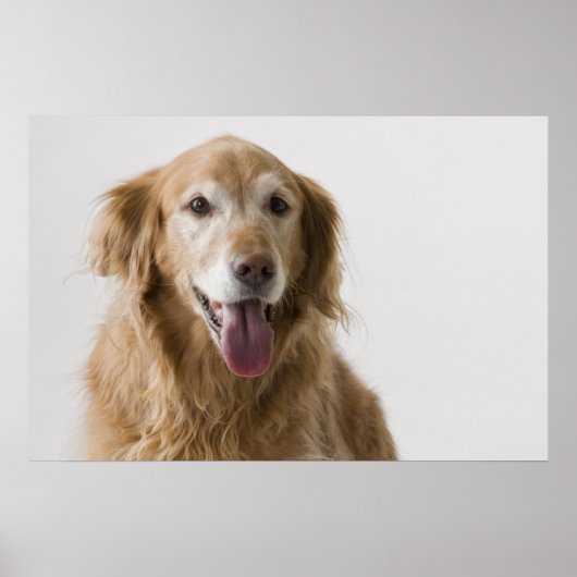 Golden Retriever Poster (Voorkant)