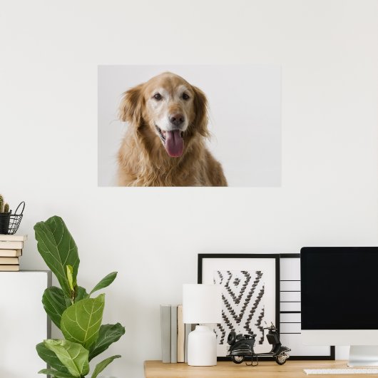 Golden Retriever Poster (Thuiskantoor)