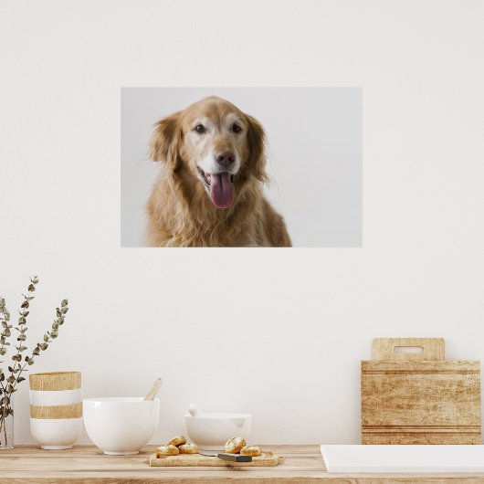 Golden Retriever Poster (Keuken)
